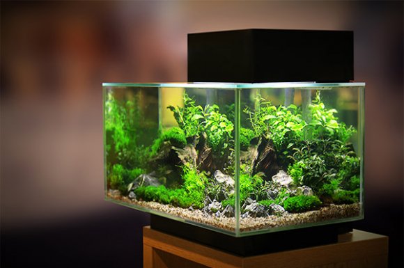 Création d'un aquarium sur mesure en verre épais à Cavaillon et sa région.